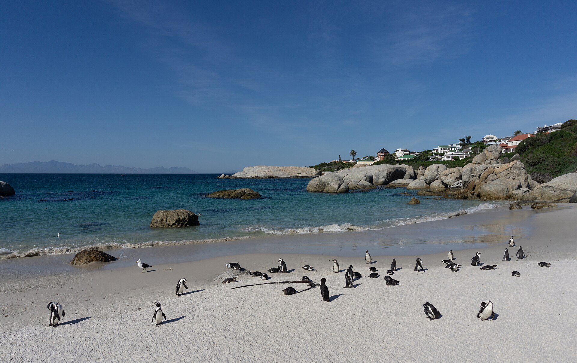 African penguins at Boulders Beach, Simon's Town