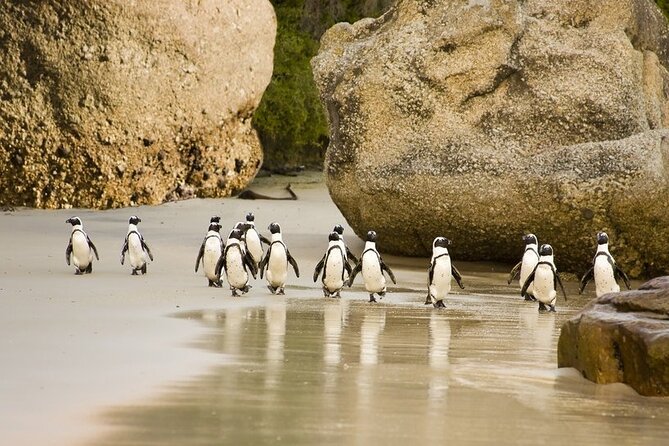A group of penguins waddles along a sandy beach with large rocks and green foliage in the background.
