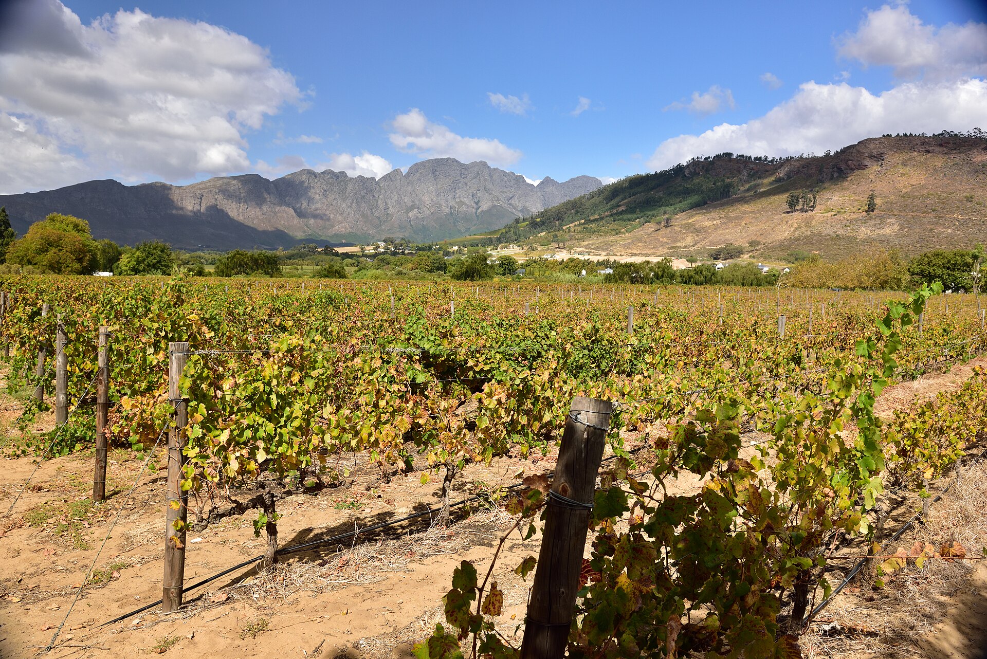 Franschhoek vineyard, Western Cape, South Africa