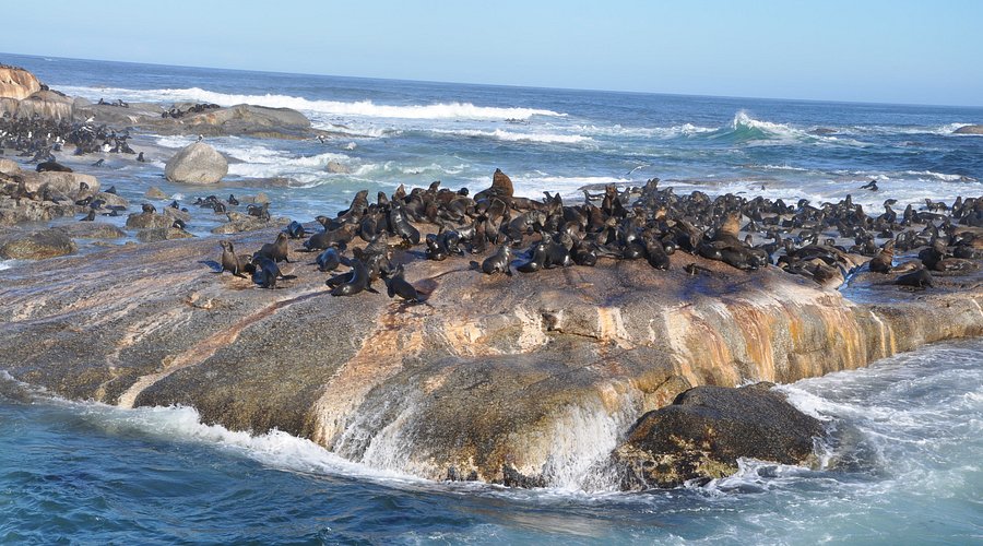 Seeing Cape Fur Seals at Duiker Island: A First-Timer’s Hout Bay Boat Guide