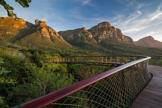 Kirstenbosch in 3 Hours: Boomslang, Picnic Lawns & Skeleton Gorge