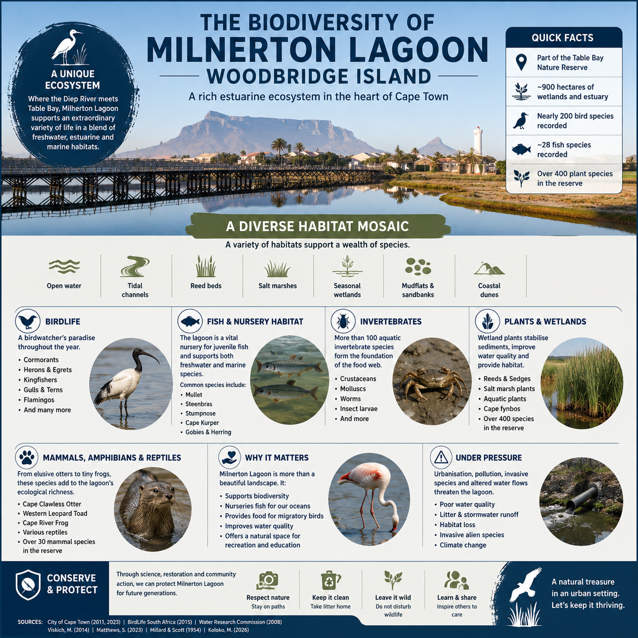 Birdwatching on Milnerton Lagoon: Quiet Woodbridge Island Viewpoints, Seasonal Species and What to Bring