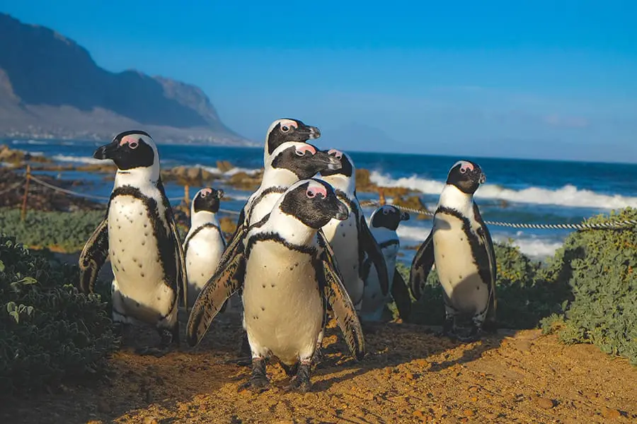 Boulders Beach or Stony Point? Where to see penguins near Cape Town