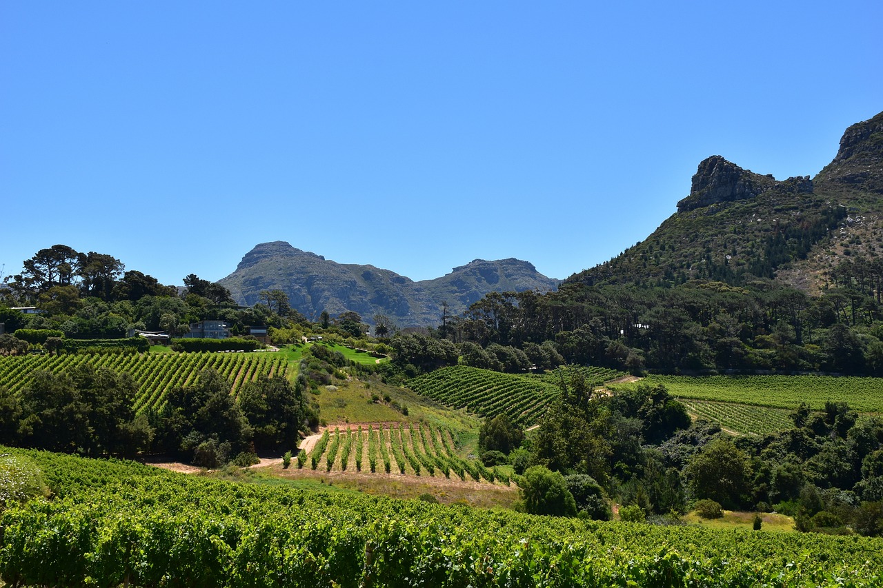 A Scenic Afternoon on the Constantia Wine Route: Beau Constantia, Buitenverwachting & Constantia Glen