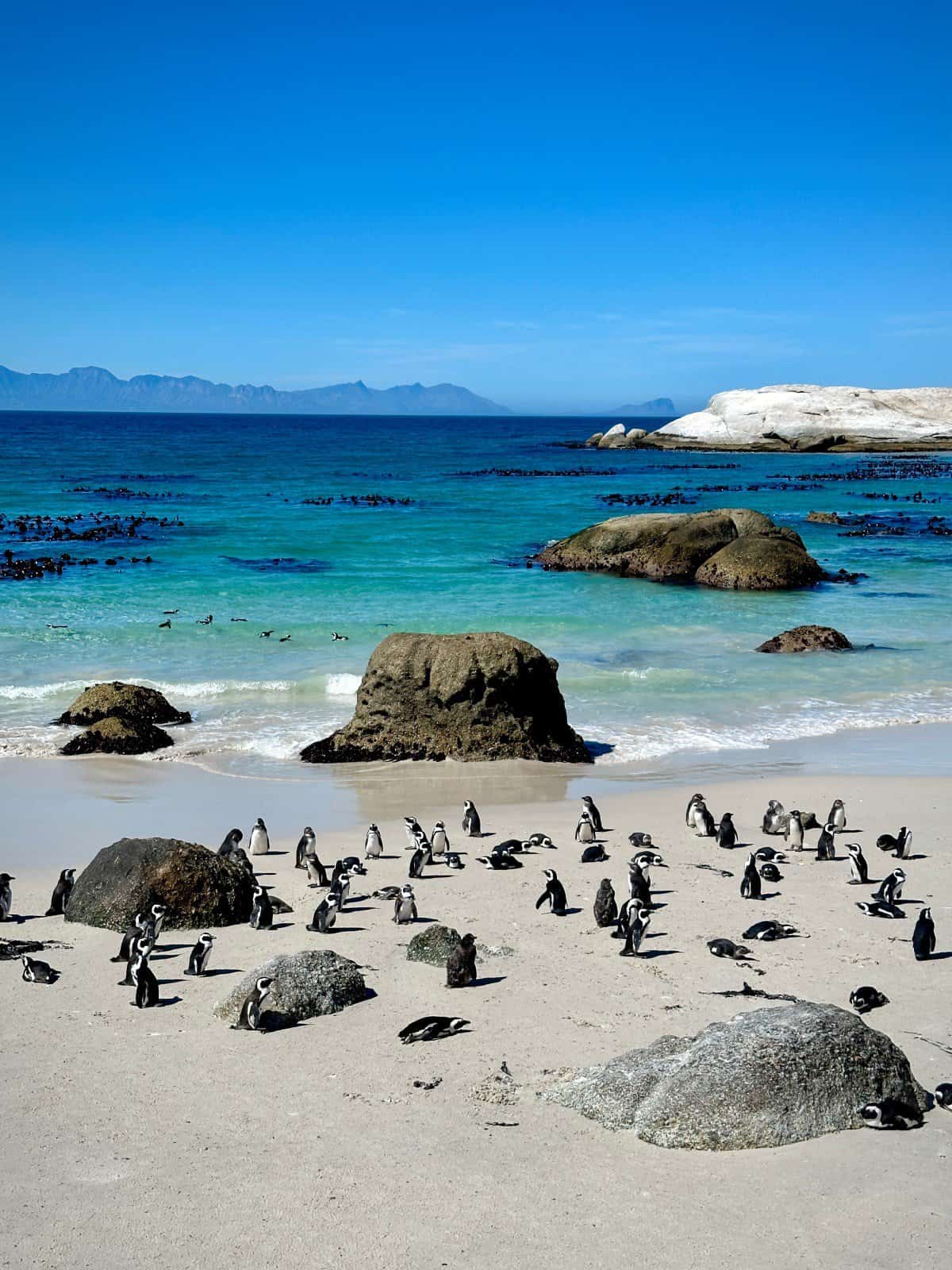 How to Visit Boulders Beach Penguins Without the Crowds