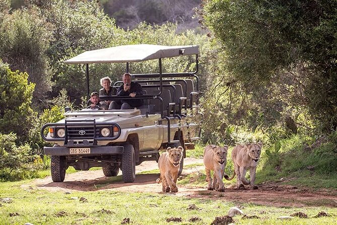 Mini Garden Route: Add a 2–3 Day Road Trip to Your Cape Town Visit